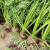 中科茂华蔬菜种子三红五寸参胡萝种子根肉芯三红高产红萝卜種子中早熟基地种植300克