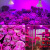 淦新植物补光灯泡多肉花卉室内led全光谱家用植物生长上色神器紫光e27 红蓝灯珠48颗 紫光