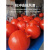 浮球航标警示标志障碍球航道水上浮标浮球塑料双耳海上水上漂浮球 500mm双耳55kg浮力