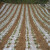 夺秀 地膜农用薄膜保温保湿种植蔬菜保护除草膜公路保护膜 白地膜1.2米宽约830米长20斤