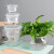 水培植物玻璃瓶透明玻璃花瓶容器绿萝花盆圆球形鱼缸水养大号器皿 20圆球花瓶-水培