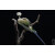 妙普乐自由的骨头 树枝款鹦鹉骨骼标本鸟骨架 黄绿鹦鹉收翅款