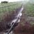 安赛瑞 喷水带 农用滴灌带塑料软管微喷带喷灌带大棚灌溉直径28mm壁厚0.3mm150米 27083