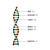佑工信 DNA模型双螺旋结构模型组件拼接遗传基因和变异生物实验diyDNA模型 单位：个 小号 