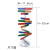 钢骑士 人体基因DNA双螺旋模型 科技小制作手工diy生物科学实验科普教具 人体基因DNA模型（1套起拍） 