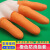 COFLYEE 橡胶防滑手指套橙色一次性防护手指头套加厚耐磨麻点乳胶指套 白色小码 S