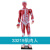 动力瓦特 人体肌肉模型 医学艺用人体肌肉教具 33219人体肌肉模型（高85厘米） 