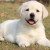 旺狗财猫拉布拉多幼犬活体纯种宠物狗狗拉布拉多导盲犬 宠物级 白色 公