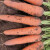 中科茂华蔬菜种子三红五寸参胡萝种子根肉芯三红高产红萝卜種子中早熟基地种植300克