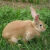 小白兔子活物大型肉兔比利时新西兰花兔活物宠物兔农家兔 一只母 新西兰白兔