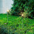 新款蒲公英太阳能户外灯庭院花园布置防水草地草坪灯阳台露台装饰 白光-蒲公英-1只装