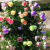 四季多彩蔷薇花苗爬藤月季大花浓香庭院植物盆栽花卉攀援玫瑰阳台 红色龙沙8年苗 当年开花