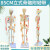 85CM人体骨骼模型 170CM骨架人体模型成人小骷髅教学模型脊椎身 85CM立式骨骼神经着色及韧带