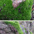 JPHZNB园艺 假山草苔藓种子孢子盆景青苔上水石吸水石子花 微星星藓孢子41克