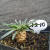 江影清铁甲麒麟 峨眉山铁甲丸同为大戟科 形似小菠萝 稀有多肉块根植物 铁甲麒麟T2-10 高约3.3CM