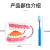 牙保健模型大号口腔医学护理刷牙指导教具牙列牙齿成年人儿童附牙刷 恒牙牙保健模型
