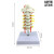 人体脊柱模型1:1成人医学正骨练习骨骼模型颈椎腰椎脊椎骨架模型 人体颈椎模型