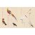故宫里的博物学（全3册）【5-15岁】给孩子的清宫鸟谱 兽谱 海错图 中信出版社图书