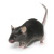 活体无菌C57小黑鼠实验鼠小白鼠大白鼠繁殖组活物老鼠喂养殖 无菌C57成年小黑鼠1只 科学实验
