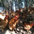 海龙康【送2只 实发3只】新鲜土鸡农家林间散养走地鸡 生鲜三黄鸡现杀鲜嫩鸡肉 杀后整只 约650g