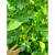 笑春风海南特色庭院春四季四角豆种籽四棱豆种子杨桃豆翼豆菜豆蔬菜种子 四棱豆种子10克+大刀豆种子10粒