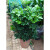 慕景绿植盆栽【鸭脚木】鹅掌柴观叶植物室内客厅绿植中大型绿植 单杆高约30-40厘米 不含盆