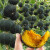 小绿贝贝南瓜种子板栗味高产香甜糯春秋四季蔬菜苗种籽孑 黄贝贝南瓜50粒原装