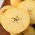 烟台苹果 黄金奶油富士 口感酸甜 汁水足 4.5斤装 单独拍产地直发 80mm含-85mm(不含) 8-9个果子 4.5斤