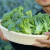 神禾 西蓝花种子花菜西兰花苗耐寒优秀夏季蔬菜 苔妃西兰苔种子 30粒5袋