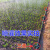 农用微喷带滴灌带喷灌绿化园林果园软管雾化浇地水带小麦喷灌带 6分三孔200米