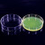 海斯迪克 HKQS-150 加厚玻璃培养皿 细胞培养高硼硅培养皿 玻璃高透明平皿 100mm