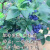 旭力蓝莓树果苗盆栽地栽四季水果树当年结果南方北方种植特大蓝莓树苗 布里吉塔当年结果 60cm(含)-69cm(含)