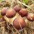 拾爱赤菇新款巧克力色大球盖菇古田赤松茸菌种蘑菇种植包农技指导 C6 1包7包起发
