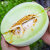 紫鸽玉菇甜瓜种子苗冰激凌香瓜籽蜜瓜 新玉姑甜瓜种子 30粒
