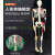 170CM人体骨骼模型教学瑜伽骨架带神经脊柱可弯曲关节韧带 170cm骨骼附着色及韧带