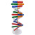 钢骑士 人体基因DNA双螺旋模型 科技小制作手工diy生物科学实验科普教具 人体基因DNA模型（1套起拍） 