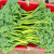 神禾 西蓝花种子花菜西兰花苗耐寒优秀夏季蔬菜 苔妃西兰苔种子 30粒5袋