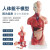 山顶松 人体躯干解剖模型 器官可拆卸 医学教学心脏 内脏模型玩具 45CM两性躯干（可拆23件） 