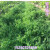 花支蕊果园绿肥种子光叶紫花苕子长柔毛野豌豆毛苕子蜜源牧草易播北方 光叶紫花苕子1斤
