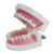 山顶松 牙齿模型 儿童早教刷牙模型 幼儿口腔教学牙齿解剖模型 自然大牙齿