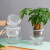 水培植物玻璃瓶透明玻璃花瓶容器绿萝花盆圆球形鱼缸水养大号器皿 20圆球花瓶-水培
