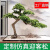 仁聚益摆件 仿真迎客松室内外装饰造景仿真树绿植罗汉松假美人的 1.5-米高1.5-米横向长度 造-型