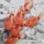 禧美海产加拿大熟冻北极甜虾2.5kg/盒 大号 MSC认证 80-100/kg 即食 海鲜
