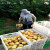 40斤大塑料框周转筐长方形加厚蔬菜水果箱运输鸡蛋筐收纳筐子 40斤长52.5宽36高27.5厘米