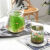 睿格达微景观生态瓶家居微景观海藻水培盆栽桌面玻璃生态瓶透明创意玻璃 mini瓶(2个)+水草籽+石子