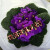 物鲜仙子非洲紫罗兰重瓣植物盆栽非洲堇阳台室内办公室四季开花 单瓣天鹅湖(冠幅16cm左右)