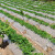 地膜农用白膜种植西瓜专用农膜种菜薄膜白色防草布除草菜地大棚 白色5斤(宽60厘米680米长)