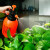 领象 喷壶浇花园艺植物气压式喷雾瓶器小型浇水壶压力洒水壶喷水壶 橙色 3L