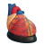 人体心脏模型心脏搭桥模型心内科心脏解剖教学模型自然大心脏 1.5倍心脏搭桥(39个标识)