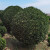 花无涯（huawuya）冬青树苗庭院植物珊瑚篱笆绿篱围墙绿化苗木黄杨大叶黄杨 大叶黄杨球直径120厘米